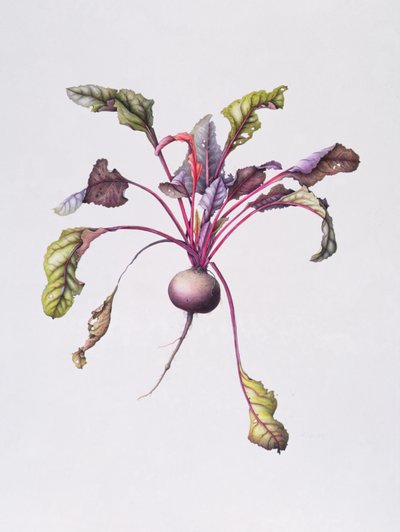 Rote Bete von Margaret Ann Eden